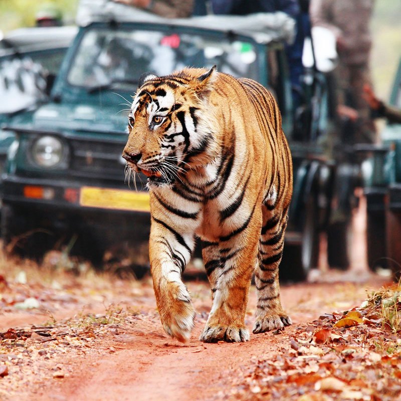Ranthambhore