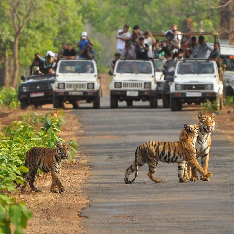 Ranthambhore