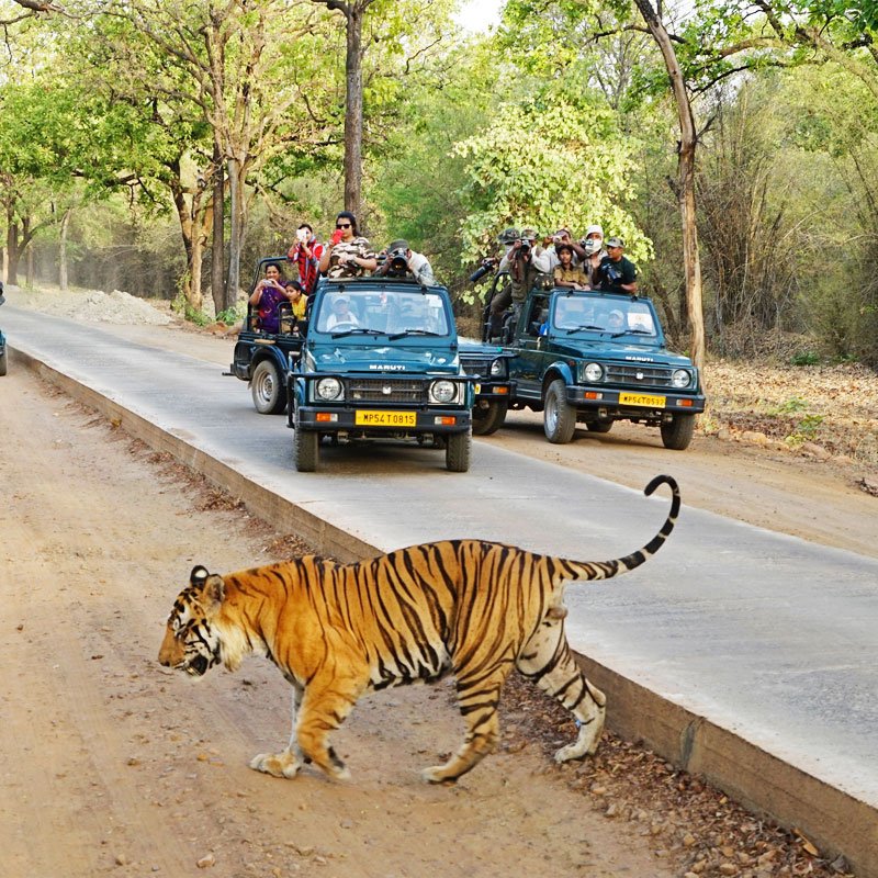 Bandhavgarh